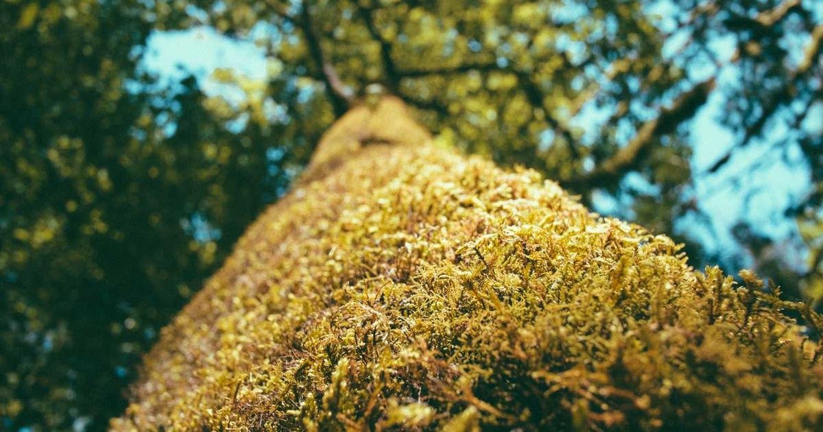 Cách Tăng Follower TikTok Miễn Phí Với Người Dùng Thật 2026