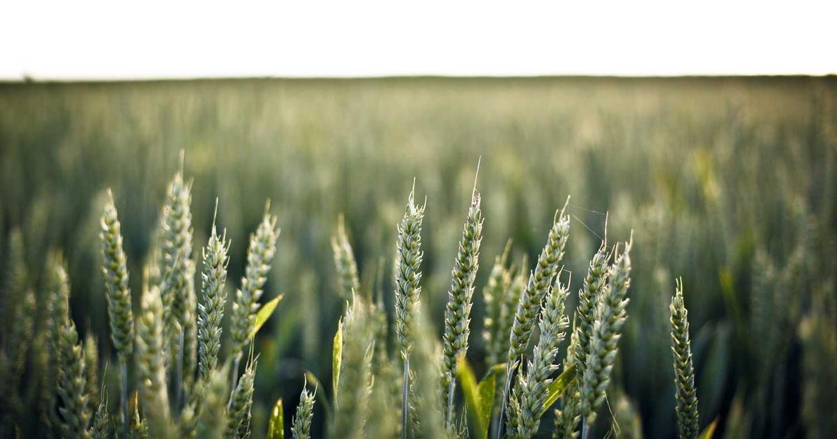 TikUp vs SaveTik: Detailed Comparison of TikTok Downloaders (2026)